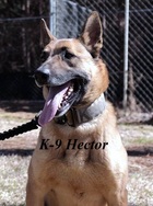Hector,  Dawson Co. Sheriff's Dept. K-9